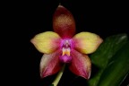 Phal. Dragon Tree Eagle 2.5''