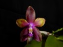 Phal. Dragon Tree Eagle 2.5''
