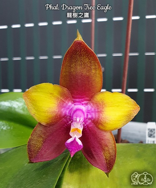 Phal. Dragon Tree Eagle 2.5''