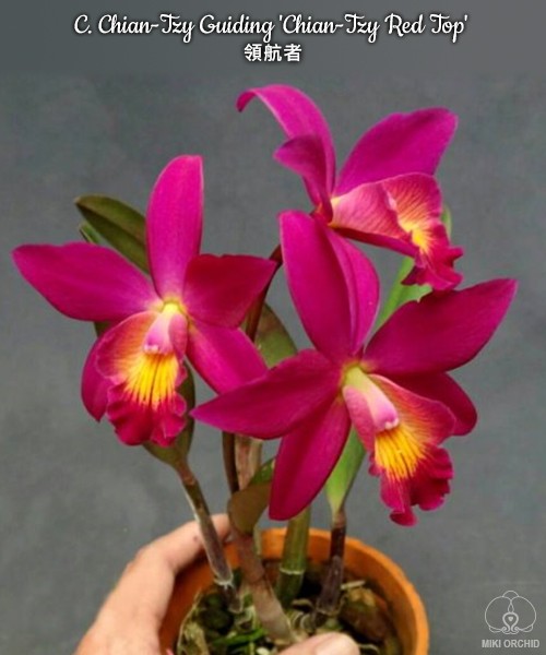 C. Chian-Tzy Guiding 'Chian-Tzy Red Top' 2.5"