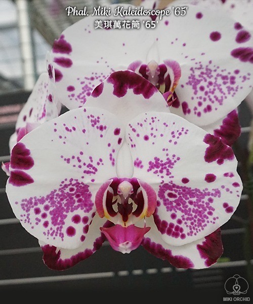 Phal. Miki Kaleidoscope '65' 2.5"