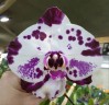 Phal. Miki Kaleidoscope '65' 2.5"
