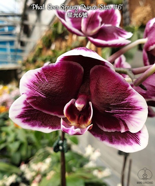 Phal. Ever Spring Prince 'Star #6' 2.5''