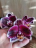 Phal. Ever Spring Prince 'Star #6' 2.5''