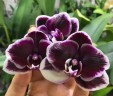 Phal. Ever Spring Prince 'Star #6' 2.5''