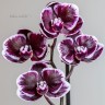 Phal. Ever Spring Prince 'Star #6' 2.5''
