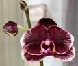 Phal. Ever Spring Prince 'Star #6' 2.5''