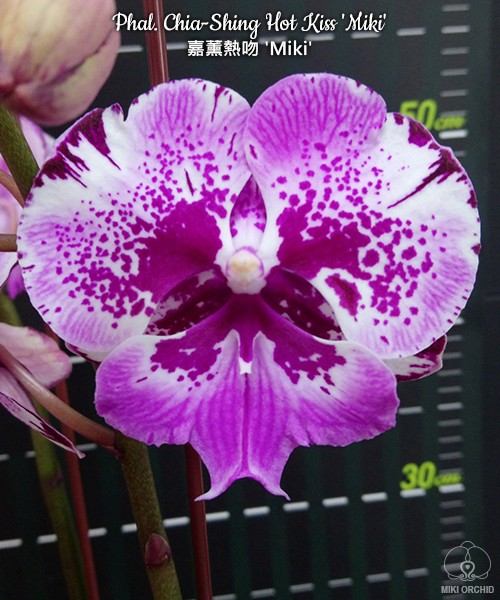 Phal. Chia-Shing Hot Kiss 'Miki' 2.5''