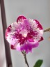 Phal. Chia-Shing Hot Kiss 'Miki' 2.5''