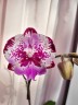 Phal. Chia-Shing Hot Kiss 'Miki' 2.5''