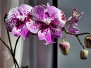 Phal. Chia-Shing Hot Kiss 'Miki' 2.5''