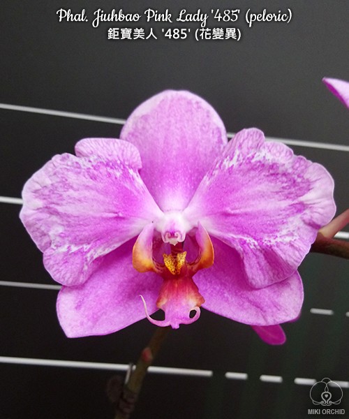 Phal. Jiuhbao Pink Lady '485' (peloric) 2.5''