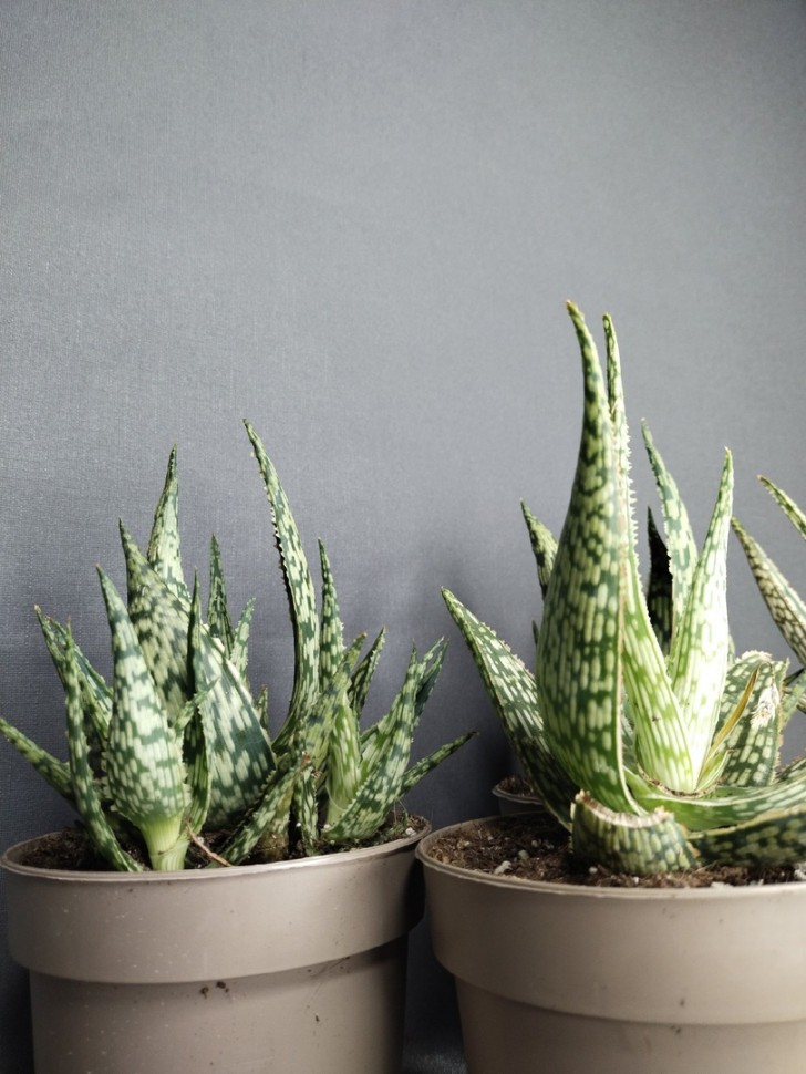 Aloe Variegata Red Flame (Ø 12 см)