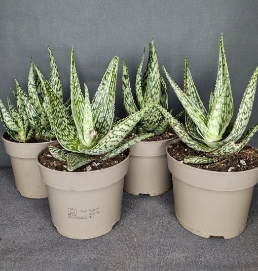 Aloe Variegata Red Flame (Ø 12 см)