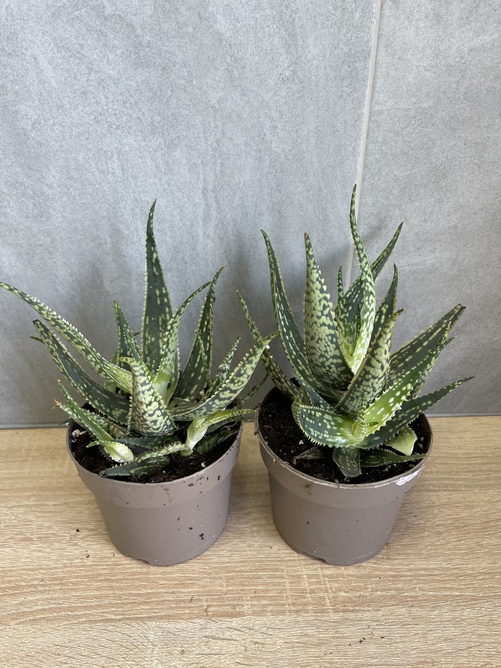 Aloe Variegata Red Flame (Ø 12 см)