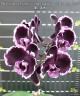 Phal. Summer Breath (= Sogo Yukidian × Chian Xen Pearl) 2.8''