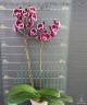 Phal. Summer Breath (= Sogo Yukidian × Chian Xen Pearl) 2.8''