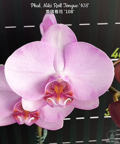 Phal. Miki Roll Tongue '108' 2.5''