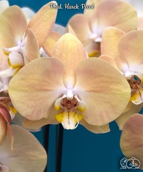 Phal. Harck Pearl 2.5"