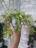 Hoya bella (variegata) 1.7"