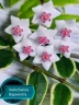 Hoya bella (variegata) 1.7"