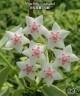Hoya bella (variegata) 1.7"