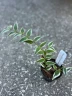 Hoya bella (variegata) 1.7"