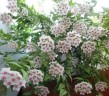 Hoya bella (variegata) 1.7"