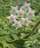 Hoya bella (variegata) 1.7"