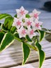 Hoya bella (variegata) 1.7"