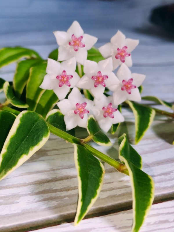 Hoya bella (variegata) 1.7"