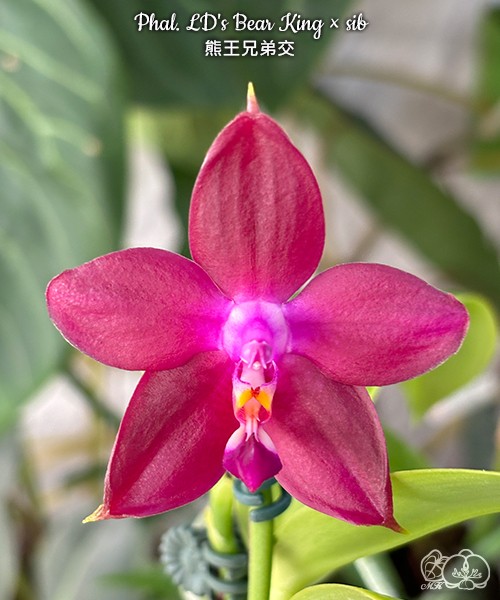 Phal. LD's Bear King × sib 2.5'' УЦЕНКА (мех. повр. лист.)