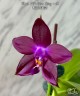 Phal. LD's Bear King × sib 2.5'' УЦЕНКА (мех. повр. лист.)