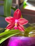 Phal. LD's Bear King × sib 2.5'' УЦЕНКА (мех. повр. лист.)