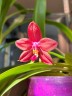 Phal. LD's Bear King × sib 2.5'' УЦЕНКА (мех. повр. лист.)