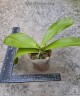 Phal. LD's Bear King × sib 2.5'' УЦЕНКА (мех. повр. лист.)