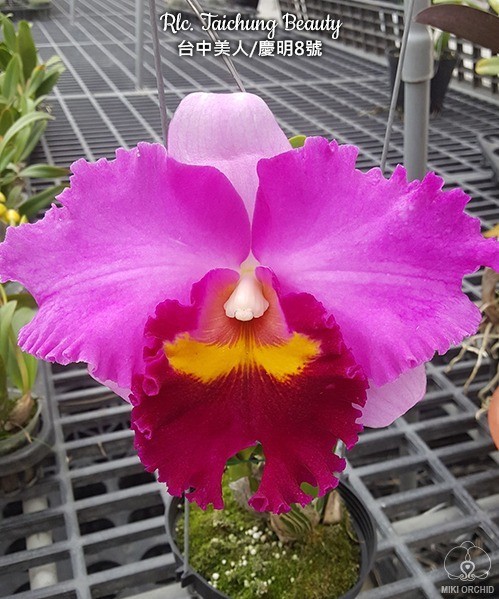 Rlc. Taichung Beauty 2.5''
