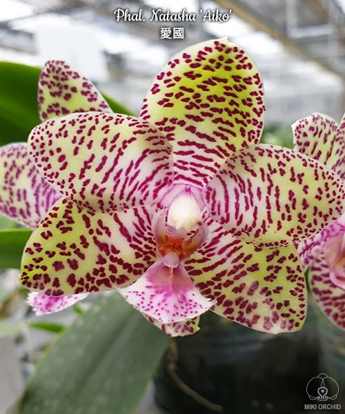 Phal. Natasha 'Aiko' 2.5"