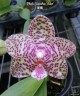 Phal. Natasha 'Aiko' 2.5"