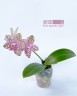 Phal. Natasha 'Aiko' 2.5"