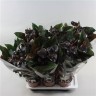 Anthurium Andreanum Beauty Black  Ø 17 см