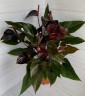 Anthurium Andreanum Beauty Black  Ø 17 см