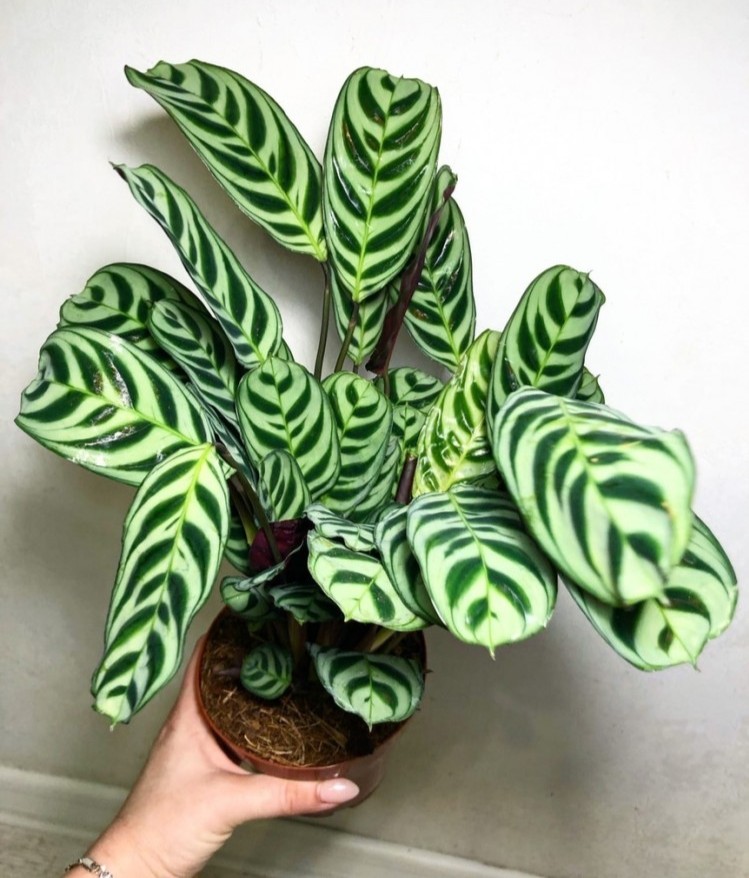 Ctenanthe Burle Marxii (Ø 6 см)