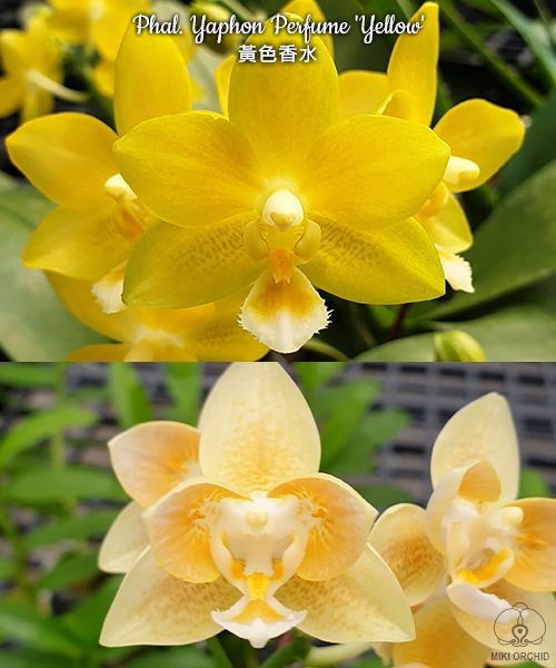 Phal. Yaphon Perfume 'Yellow' 2.5''