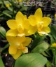 Phal. Yaphon Perfume 'Yellow' 2.5''