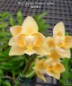 Phal. Yaphon Perfume 'Yellow' 2.5''