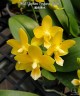 Phal. Yaphon Perfume 'Yellow' 2.5''