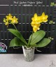 Phal. Yaphon Perfume 'Yellow' 2.5''
