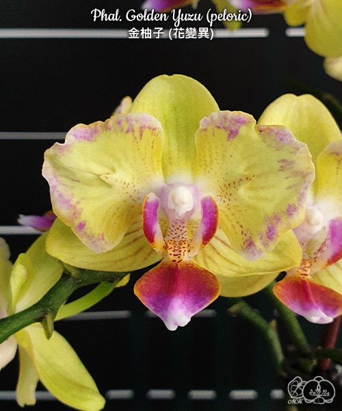 Phal. Golden Yuzu (peloric) 2.5''