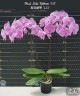 Phal. Miki Ribbon '113' 2.5''